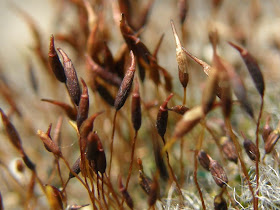 blog, bogarak, Budapest, fotók, fotók. pictures, képek, makró, virágok