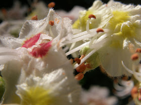 blog, bogarak, Budapest, fotók, fotók. pictures, képek, makró, virágok