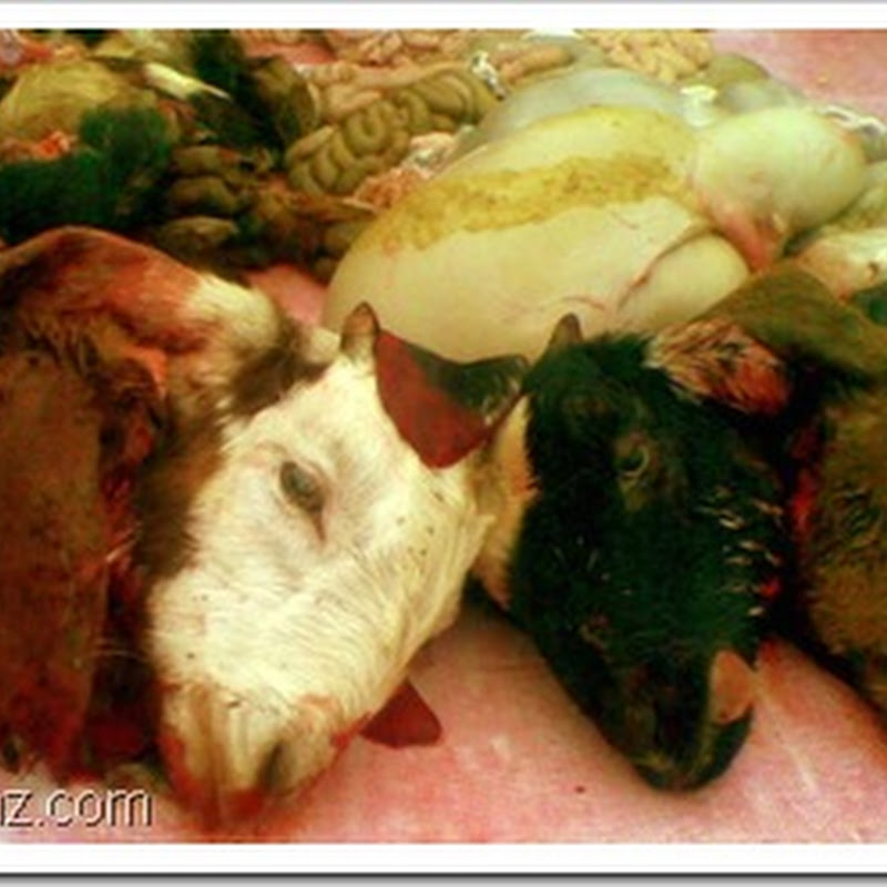 Zibaahkhaana (The slaughterhouse)