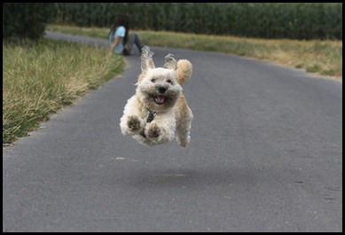 flying doggie