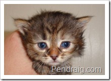 Photo of brown torbie siberian kitten.