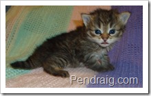 Image of warm brown torbie Siberian kitten.