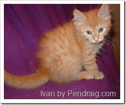 Image  of red tabby Siberian cat Ivan.