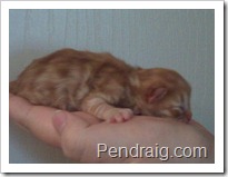 Image of red spotted siberian kitten.