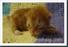 Image of Red Spotted Siberian kitten.