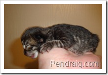 Image of tiger striped Siberian kitten.