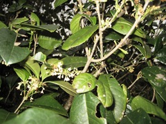 guihua or osmanthus bush