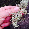 beard lichen