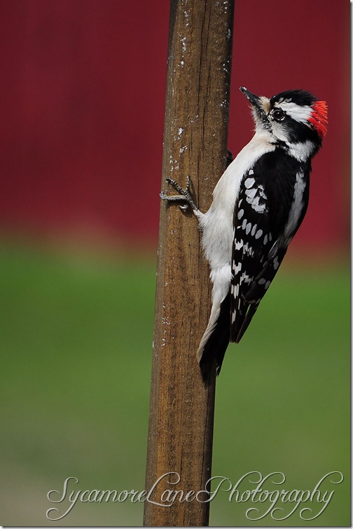 Downy Woodpecker-w