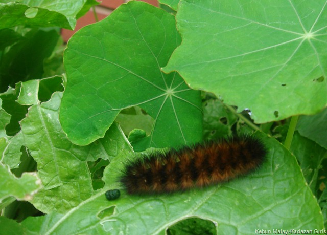 [caterpillar[8].jpg]