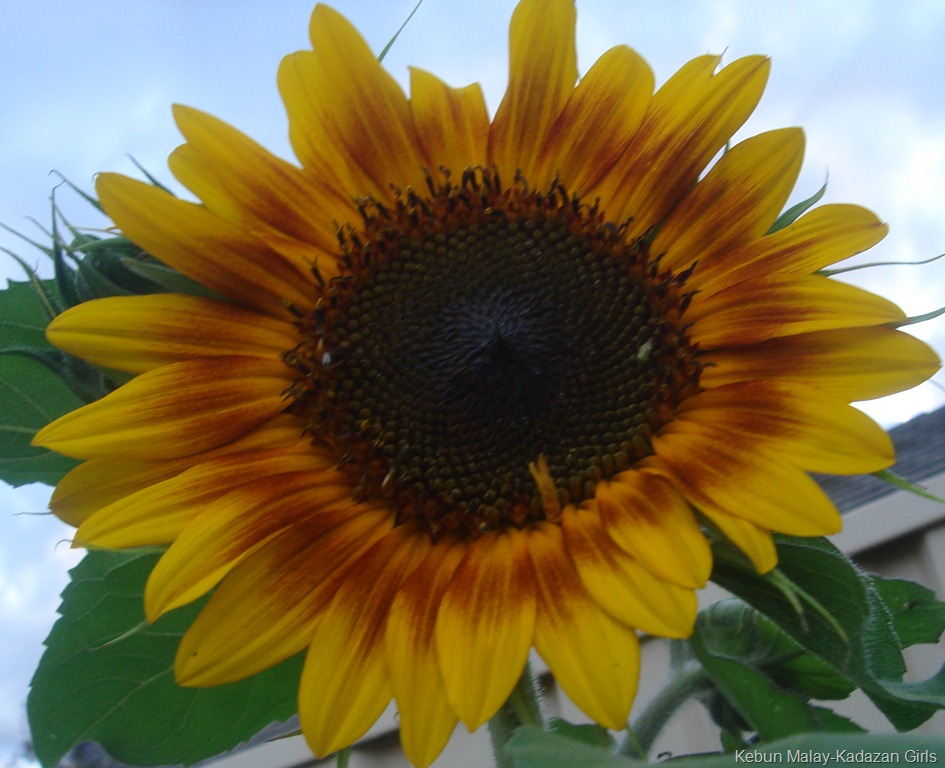 [Evening-sun-sunflower-88.jpg]