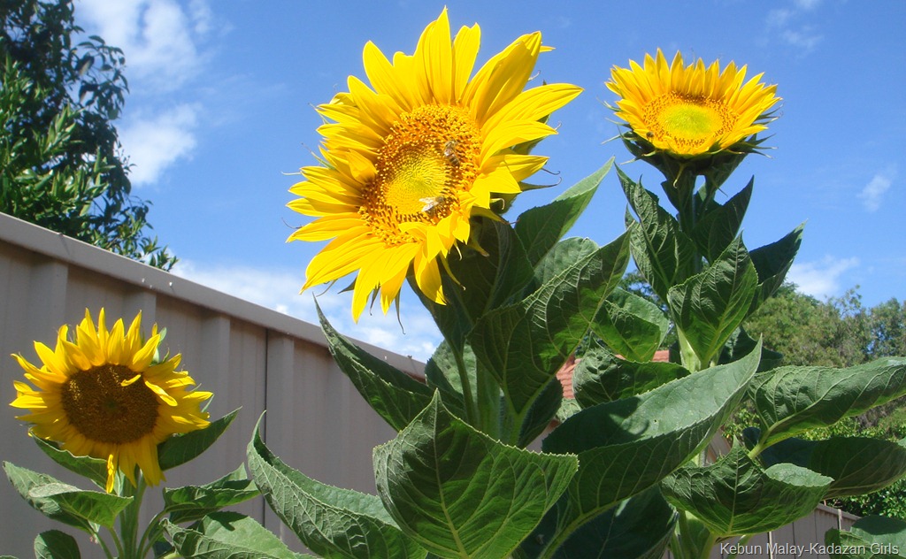[Sunflower-mamoth-310.jpg]