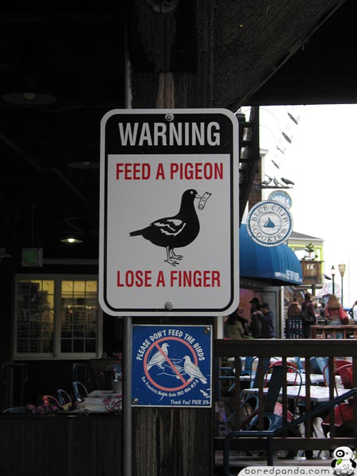 Funny-Signs-Pigeon-4.jpg