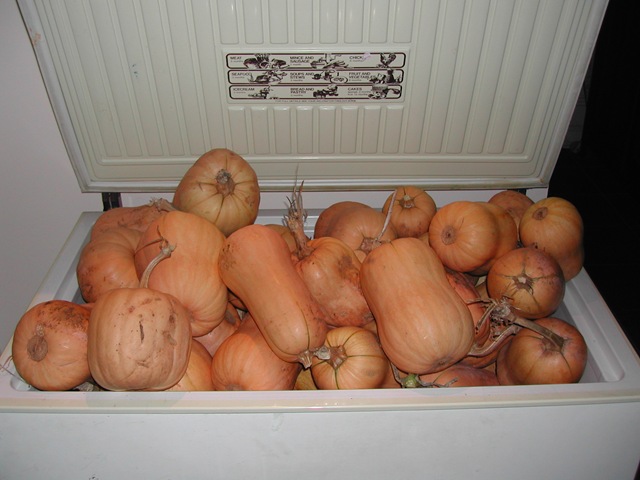 Pumpkins stored in an old chest freezer
