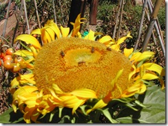 Sunflower - giant russian - open head