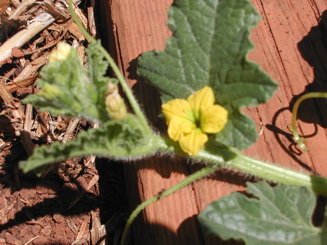 [Cucumber - burbless - flower and growing tip[2].jpg]