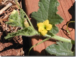 Cucumber - burbless - flower and growing tip