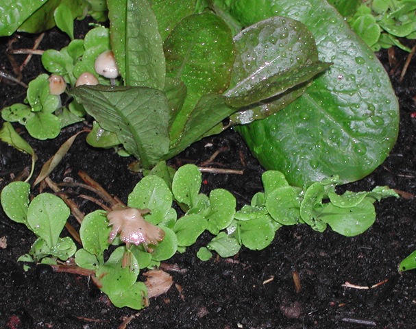 [Fungi among lettuce seedlings after rain[4].jpg]