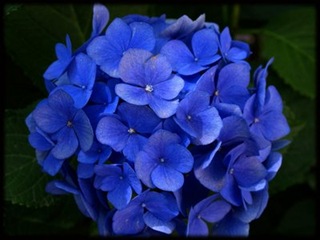 hortensia bleue
