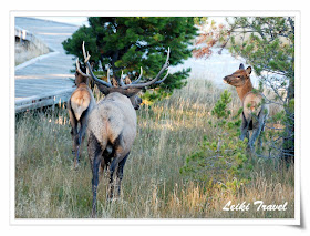 Elk Family