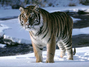 Tigri a rischio: nell'anno internazionale delle biodiversità, il Wwf lancia l'allarme.