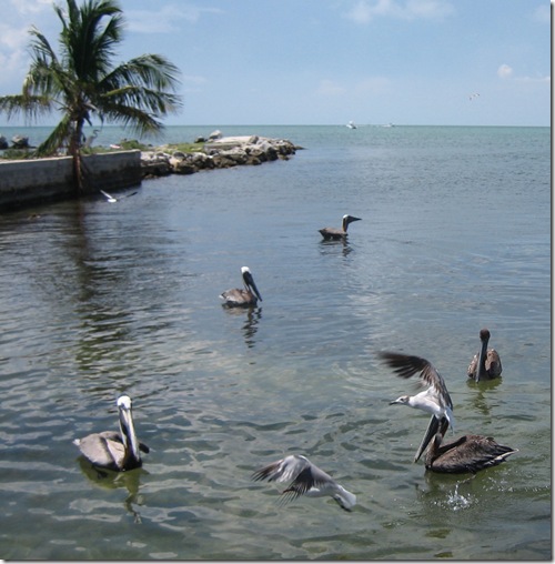 Pelican-Tern Feeding