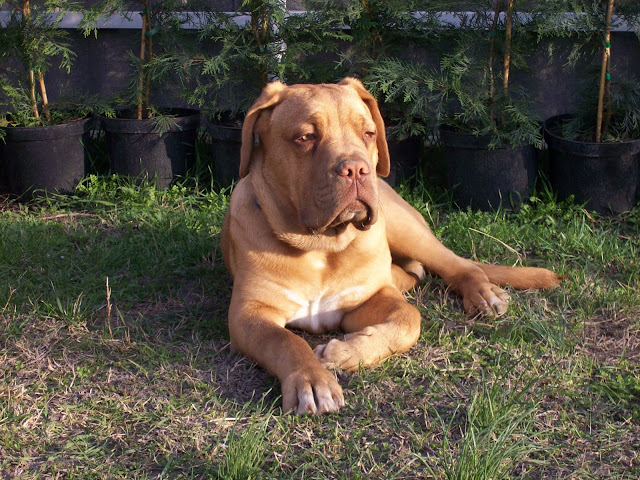 Athos%205%20034.jpg
