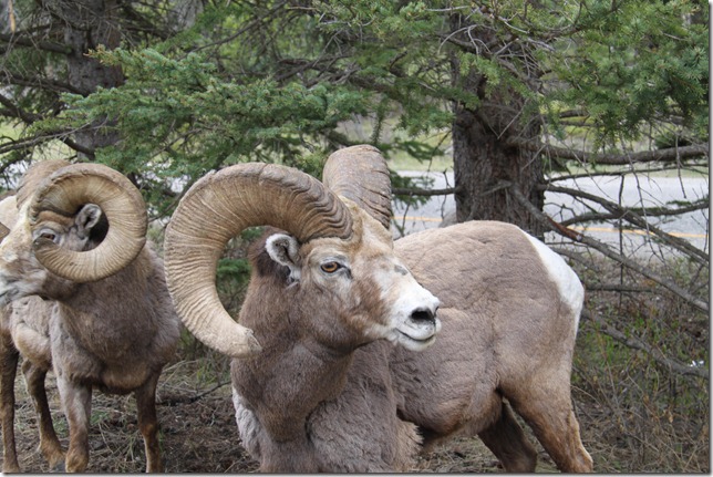 Rocky Mountain Big Horn Sheep