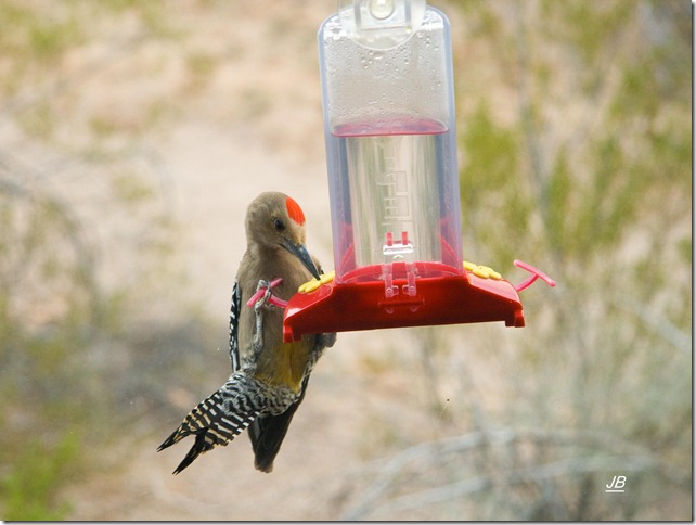 Gila Woodpecker invasion