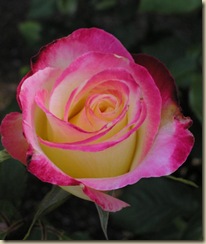 pink white rose