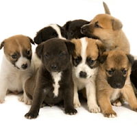 Cute Puppy Pictures icon