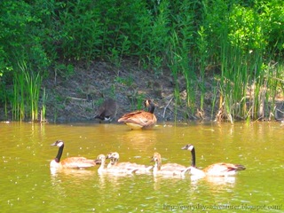 Geese In The Water