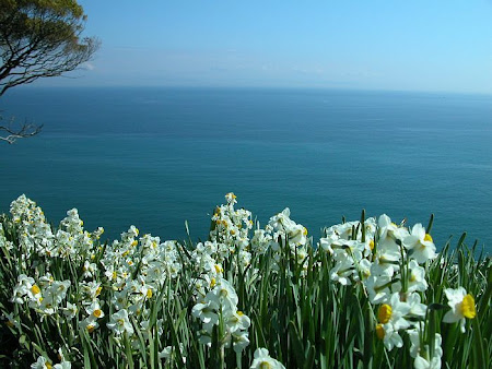 %255Bwallcoo_com%255D_Narcissus_flower_w