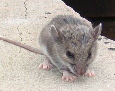 mouseclimb1608