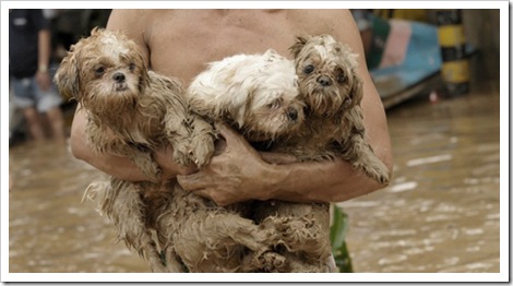 rescuing the shih-tzus