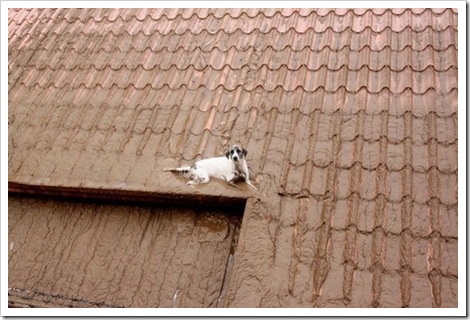 dog on muddy roof