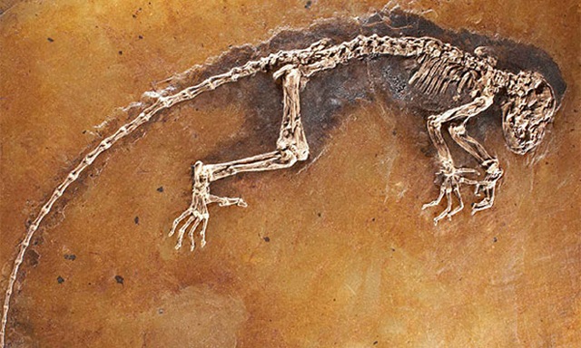 [fosil lagarto 2[5].jpg]