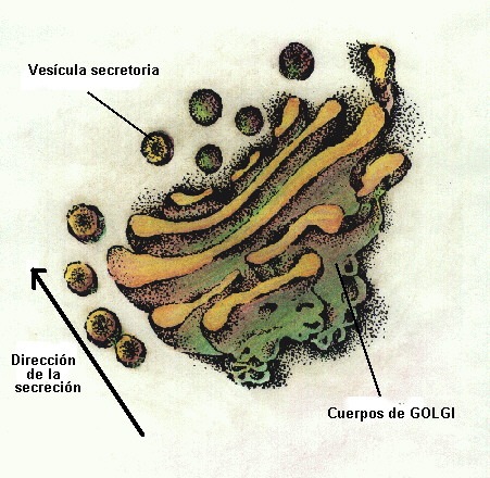 [golgi aparato[6].jpg]