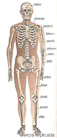 [esqueleto humano 2[10].jpg]