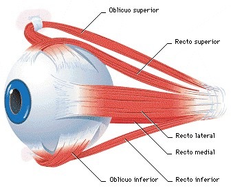[ojo-musculos1[3].jpg]
