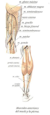 [musculos de las extremidades inferiores[14].jpg]