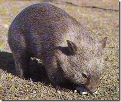 marsupial australiano