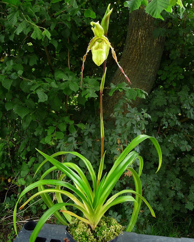 Phrag richteri | Slippertalk Orchid Forum