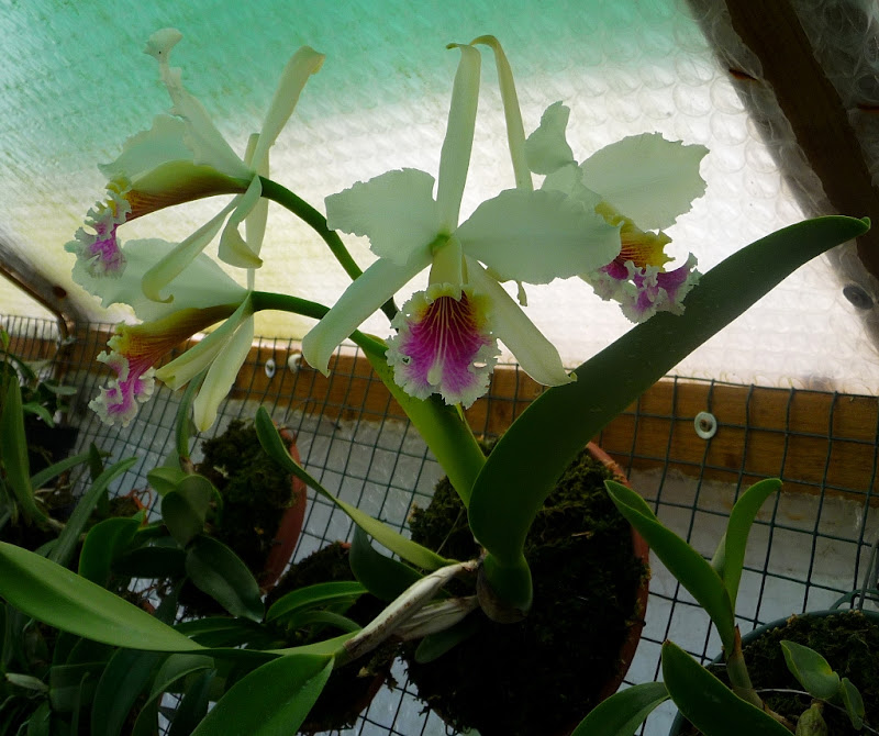 Cattleya rex | Slippertalk Orchid Forum