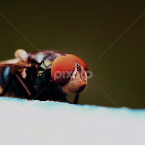 by Md Mamunur Rahman - Animals Insects & Spiders