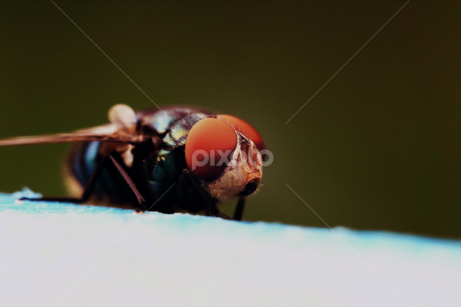 by Md Mamunur Rahman - Animals Insects & Spiders