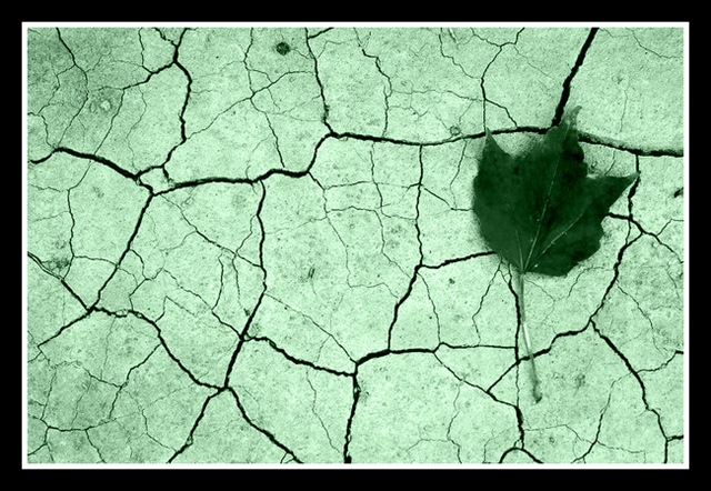 [leaf_by_abdullahcoskun[4].jpg]