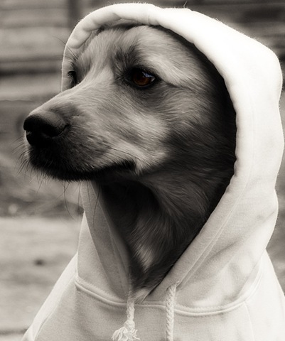 [Hoodie_by_dfdfgdfgdfg6.jpg]