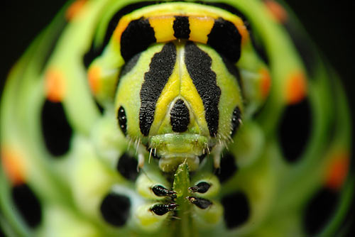 A caterpillar Macro Photography
