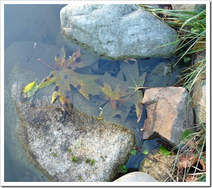 leaves in pond